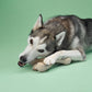 BetterBone MEDIUM Durability CHEW TOY: Perfect Chew for Everyday Chewers | Naturally Derived Ingredients, Eco-Friendly, Non-Toxic