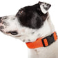 Pet Life ®  'Aero Mesh' Dual-Sided Breathable and Adjustable Thick Mesh Dog Collar