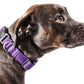 Pet Life ®  'Aero Mesh' Dual-Sided Breathable and Adjustable Thick Mesh Dog Collar