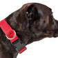 Pet Life ®  'Aero Mesh' Dual-Sided Breathable and Adjustable Thick Mesh Dog Collar